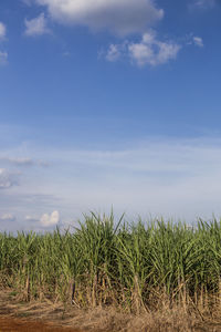 Crops growing on field against sky