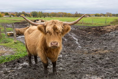 Portrait of cow on field