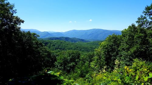 Scenic view of forest against clear sky