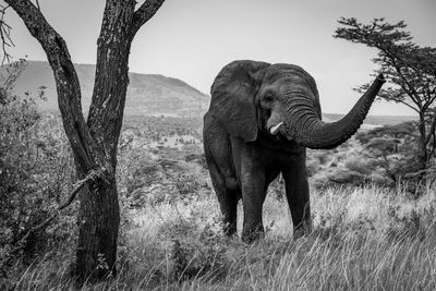 Mono african bush elephant lifts his trunk