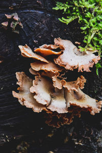 High angle view of mushrooms growing on field