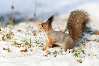 Close-up of squirrel on field