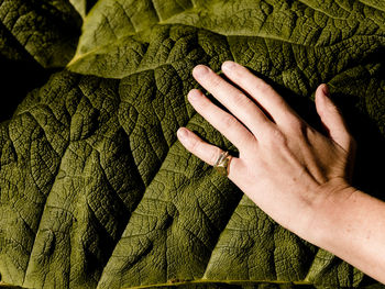 Detail shot of a gunnera manicata leaf with hand for scale