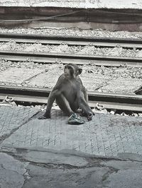 Monkey sitting on stone wall