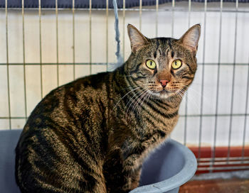 Close-up portrait of a cat