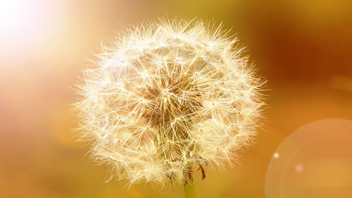 Close-up of dandelion on plant