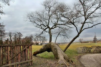 Bare trees against sky