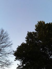 Low angle view of trees against clear blue sky