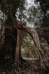 Low angle view of tree roots in forest