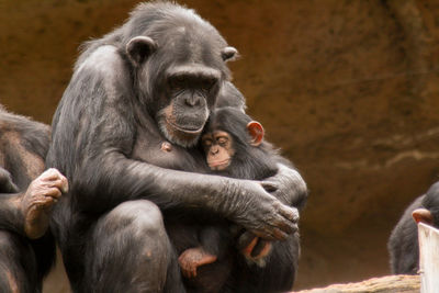 Close-up of monkey embracing infant