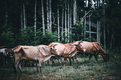 Horses in a forest