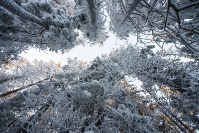 Full frame shot of trees on snow covered landscape