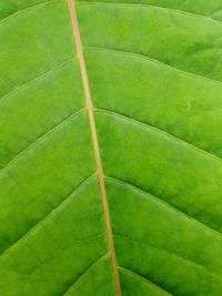 Full frame shot of green leaf