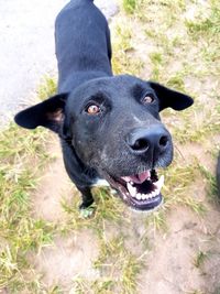 Portrait of black dog