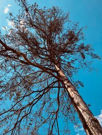 Low angle view of tree against blue sky