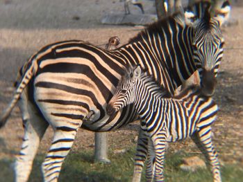 Zebras zebra