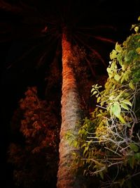 Close-up of fresh plants at night