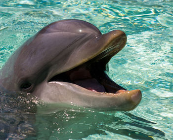 The dolphin in the water.