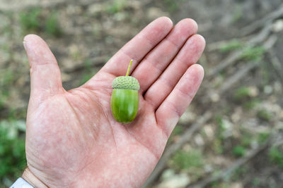 Close-up of human hand holding leaf