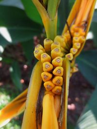 Close-up of yellow flower