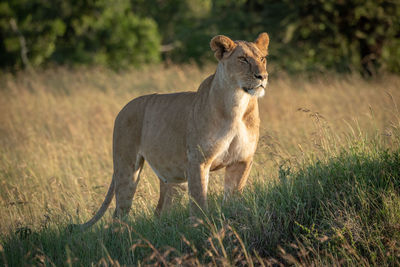 Lioness stands on grassy mound staring forwards