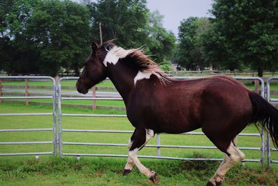 Horse grazing on field