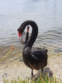 Swan swimming on lake