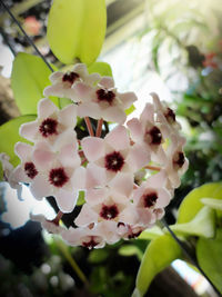 Close-up of flowers growing on tree