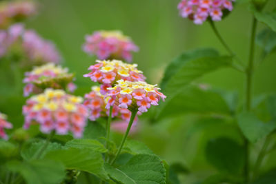 Close-up of pink flowering plant