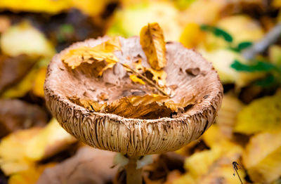 Close-up of mushroom