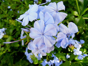 Close-up of purple flowers