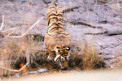 View of a tiger drinking water