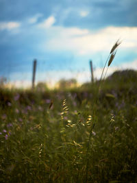 Close-up of grass growing on field against sky