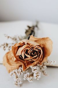 Close-up of wilted rose on table