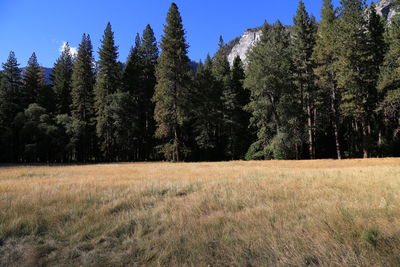 Trees on grassy field against clear sky