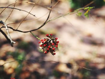 Close-up of red berries on plant