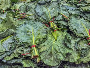 Full frame shot of plants