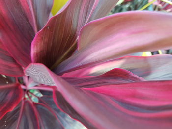 Close-up of pink day lily