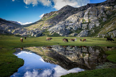 Cows grazing on grassy field against mountain