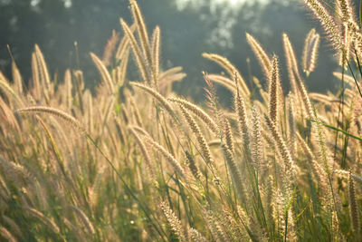 Close-up of wheat growing on field