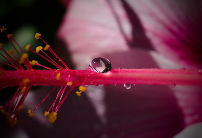 Close-up of water drops on pink flower