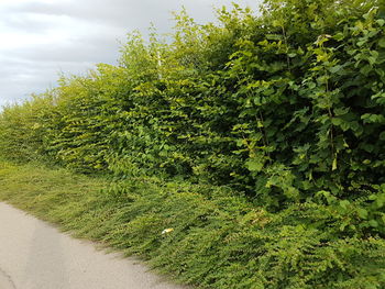 View of trees along road