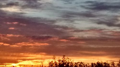 Silhouette of trees at sunset