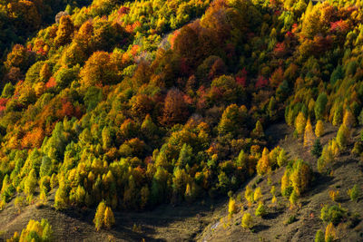 High angle view of trees in forest