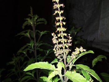 Close-up of plant at night