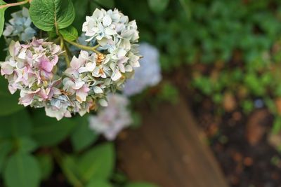 Close-up of white flowers