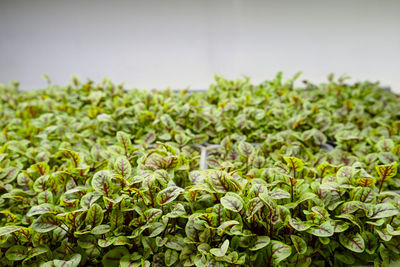 Close-up of fresh green plants