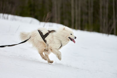 Running samoyed dog on sled dog racing. winter dog sled competition. samoyed dog in harness, skier