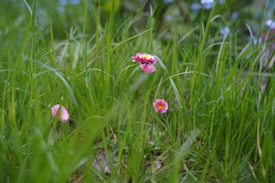 Close-up of flowering plants on field