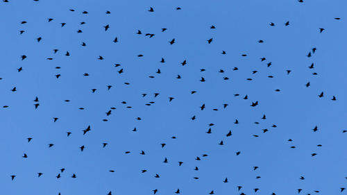 Low angle view of birds flying in the sky